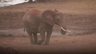 An elephant in Kenya