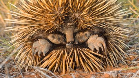 An echidna