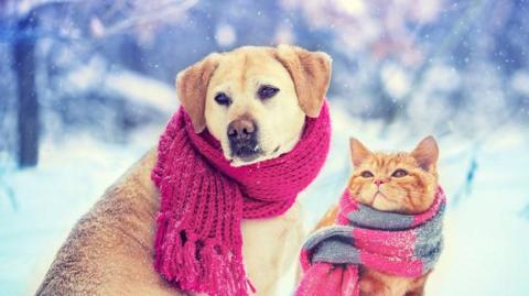 Dog and cat in the snow wearing scarves.