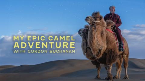 Gordon Buchanan and camels