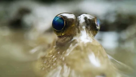 Meet the mudskipper: The remarkable fish that live on land