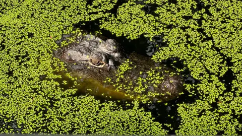 Saltwater crocodiles were almost hunted to extinction in Australia's Northern Territory (NT). Now they're thriving