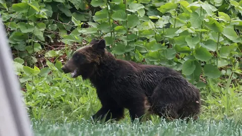 Getty Images A brown bear on the loose in the Hokkaido prefecture in 2021.