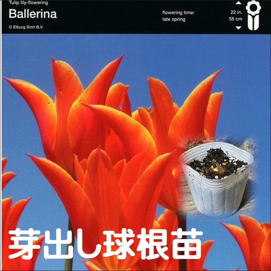 【球根・芽出し苗】 一重咲きチューリップ ユリ咲き バレリーナ 1球植え 3号ポット苗