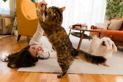 Los perros tienen mejor capacidad para comunicarse e interactuar con las personas que los gatos, pero estos últimos tienen más destreza para sobrevivir en solitario cazando. 