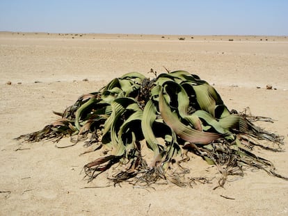 'Welwitschia' tiene solo dos hojas que crecen continuamente y que se desgarran dando la apariencia de contar con más hojas.