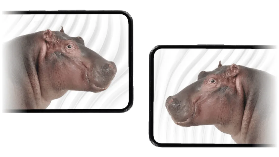  Deux hippopotames se font face sur les écrans de deux téléphones intelligents