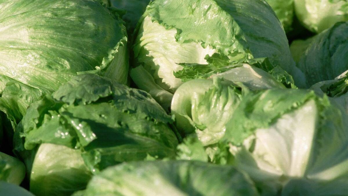 Estos son los beneficios para la salud de la lechuga iceberg, según una dietista