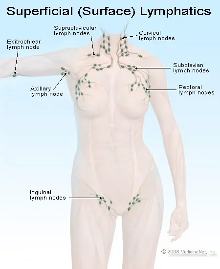 Picture of superficial lymph nodes in the body