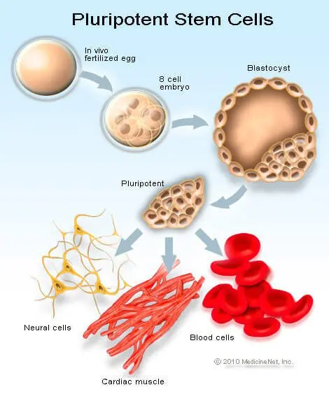 Picture of the stem cell cycle