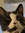 CatReader's icon