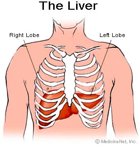 The Liver