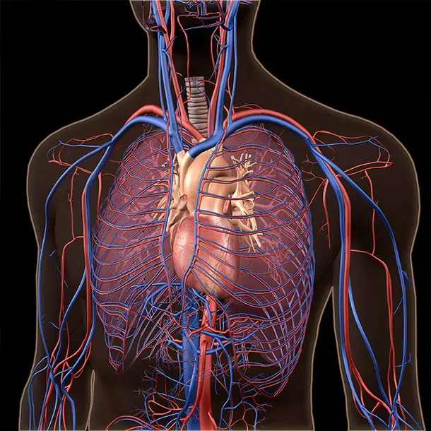 ace inhibitors for HBP