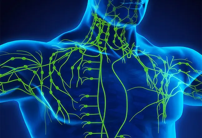 lymphatic system