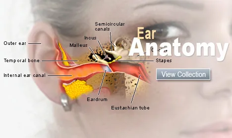 Ear Anatomy