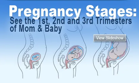 Pregnancy Stages: See the 1st, 2nd and 3rd Trimesters of Mom & Baby