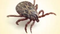 Lyme Disease Quiz