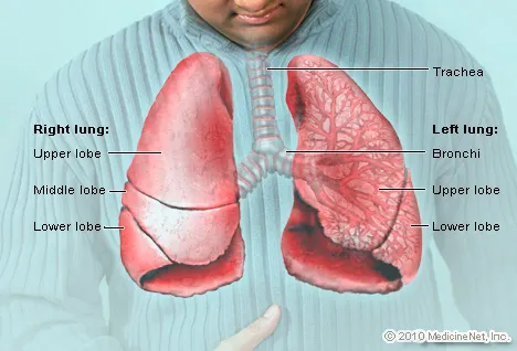 Illustration of the lungs