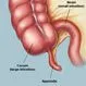 Picture of Appendix 1