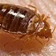 Are Bedbugs Contagious?