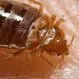 Picture of Bedbugs