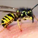 What Is the Best Treatment for Yellow Jacket Stings?