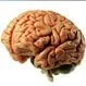 Brain Lesions (Lesions on the Brain)