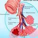 Picture of Bronchioles