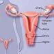 Female Reproductive System