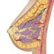 Fibrocystic Breasts