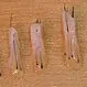 Picture of Hair Grafts