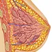 What Causes Breast to Expand?