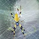 Is a Banana Spider Bite Poisonous?