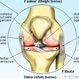 Picture of Knee Joint