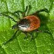 Lyme Disease