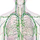 What Does Mediastinal Lymphadenopathy Mean?