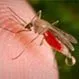 Is Malaria Contagious?