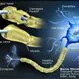 Picture of Nerve Fibers and Myelin Attack in MS