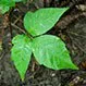 Poison Ivy, Oak, and Sumac