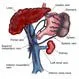 Portal Hypertension