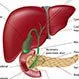 Primary Biliary Cirrhosis (PBC)