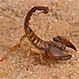 What Should I Do If I Get Stung by a Scorpion?