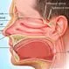 Picture of Sinuses