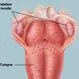 Picture of Tonsils