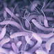 Vibrio Infection (Vibriosis)