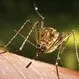 Picture of West Nile Virus