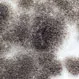 What Can Black Mold Do to You Mentally?