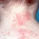 What Does a Lymphoma Skin Rash Look Like?