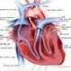 Heart Rhythm Disorders (Arrhythmias)