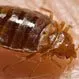 Bedbug Bites